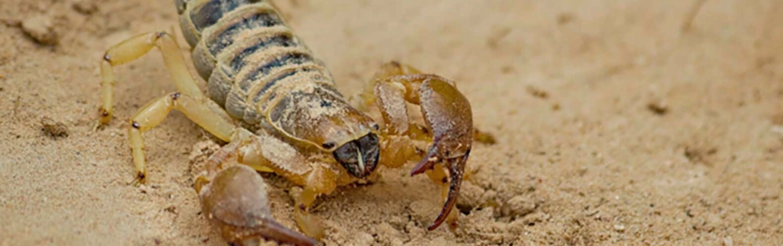 Scorpion on sand